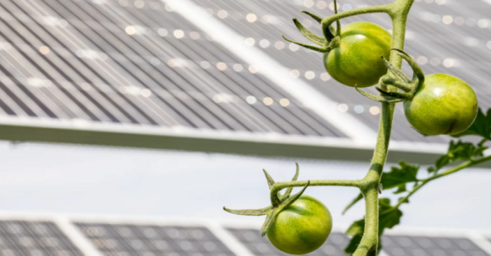 Emerging research suggests growing tomato plants below and between solar panels could help the country’s billion-dollar-plus tomato industry, especially in places where it faces increasing stress from heat and drought.