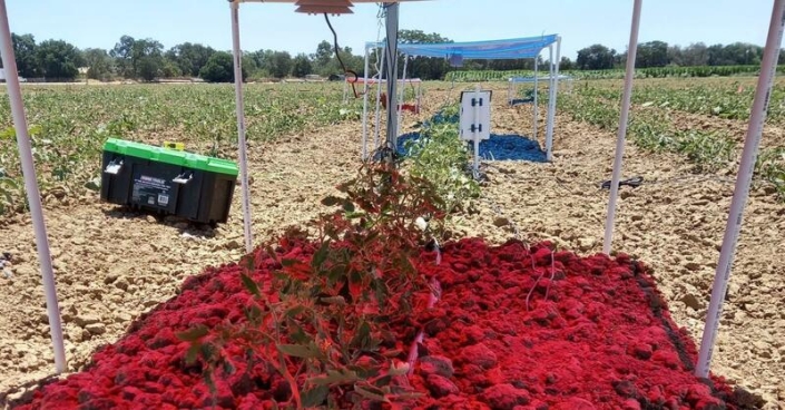 UC Davis' Scientists are investigating how to better harvest the sun to make agrivoltaic systems more efficient in arid agricultural regions.