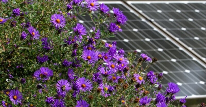 Kenya's rose and carnation producers are also showing love to Mother Earth, by shifting to solar power to fight climate change.