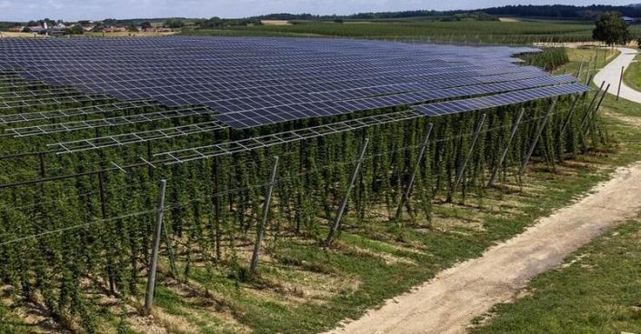 Bright green vines snake upwards 20 feet (six meters) toward an umbrella of solar panels at Josef Wimmer’s farm in Bavaria.