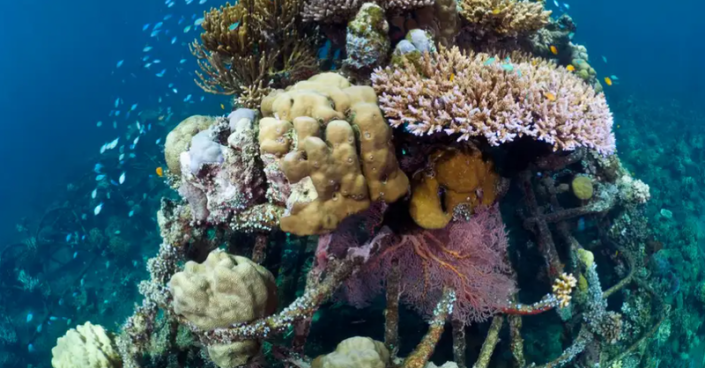 A trio of hexagonal islands could generate solar electricity to power a process that accelerates coral growth.