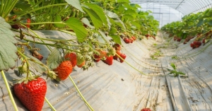 Researchers in Iran found that only 4% of the greenhouse’s roof must be covered with PV modules to meet lighting and pumping water demand.