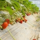 Researchers in Iran found that only 4% of the greenhouse’s roof must be covered with PV modules to meet lighting and pumping water demand.