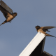 Chilean researchers from Universidad Mayor say that the 10.8 MW La Colonia photovoltaic plant provides a habitat for birds.