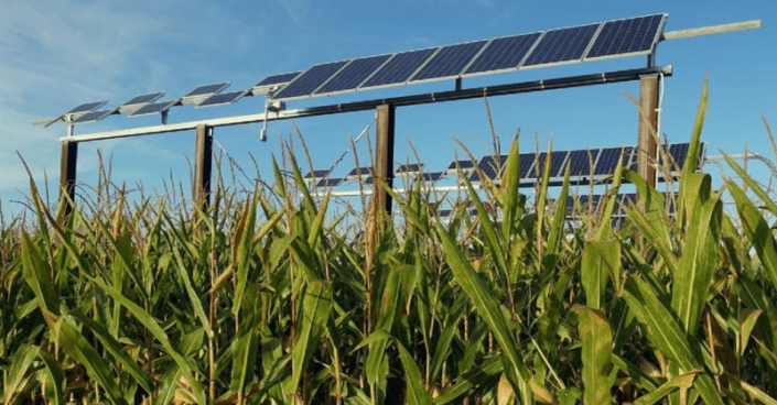 Researchers from Purdue University have studied the impact of traditional photovoltaic systems and agrivoltaics deployed in corn croplands.