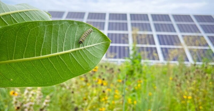 A survey by the Solar and Storage Industries Institute shows 70% of US farmers support solar projects on their land if farming can continue.