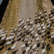 Solar grazing helps farmers feed their flocks while the expanding solar industry provides more clean energy to the grid.