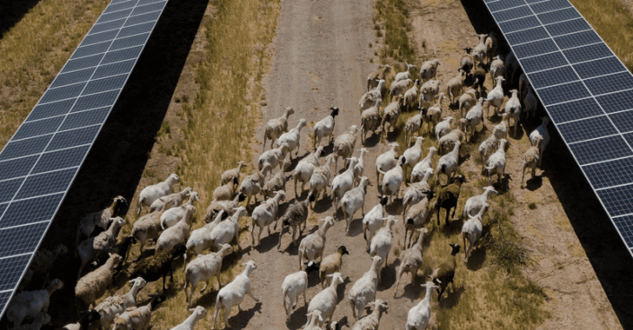 Solar grazing helps farmers feed their flocks while the expanding solar industry provides more clean energy to the grid.